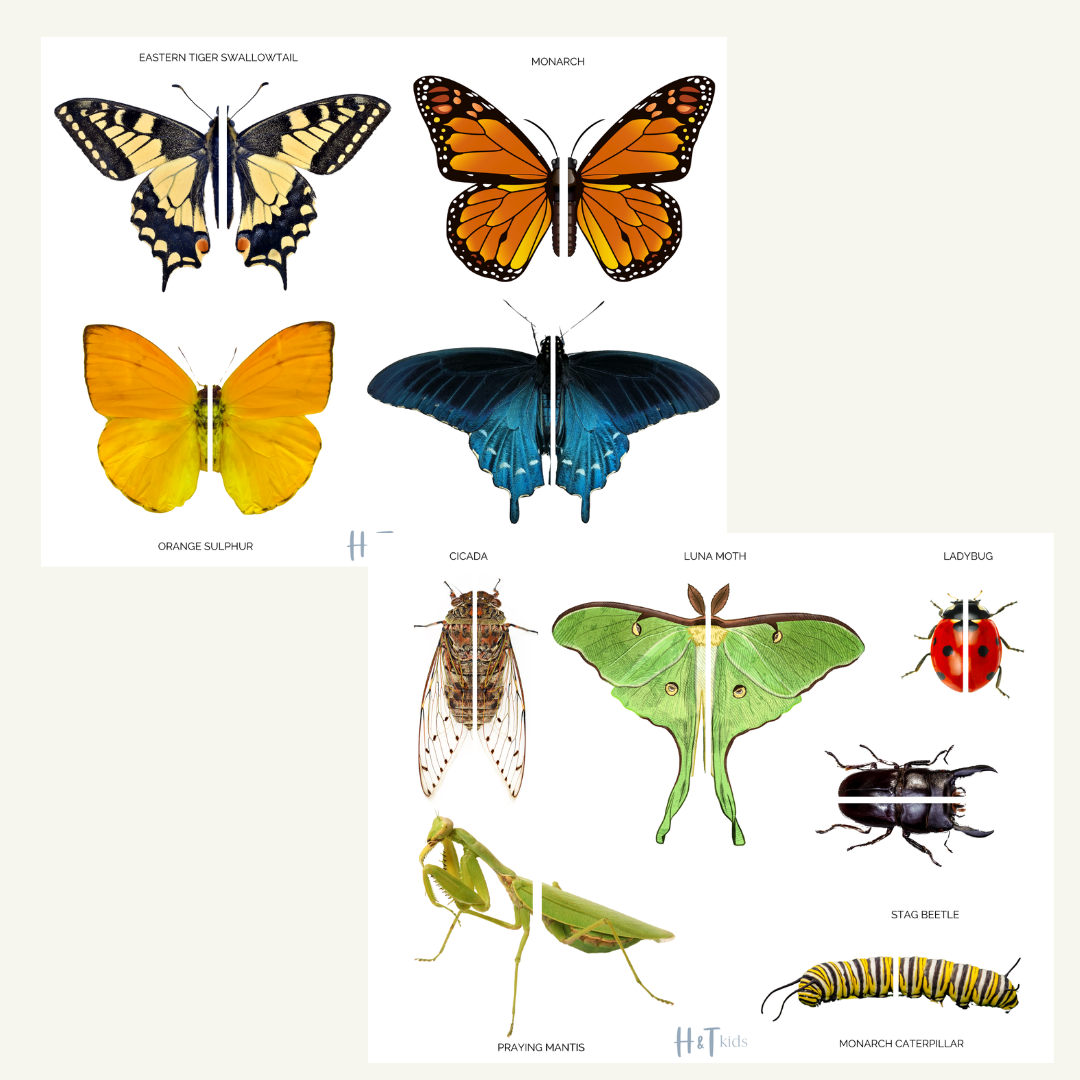 Insect and Butterfly Matching Game: A Fun and Educational Activity for Kids